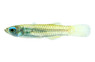 Norman's Lampeye Killifish :: 37012