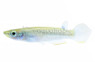 Blue Panchax Killifish :: 37022