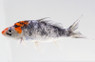 Sanke Koi :: 39011