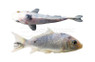 Black & White Koi :: 39014