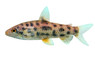 Strawberry Leporinus :: 41004