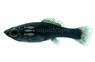 Black Molly :: 47003