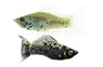 Marble Lyretail Molly :: 47006