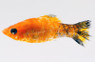 Gold Sphenops Molly :: 47013