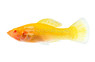 Red Sunset Molly :: 47021