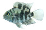 Parrot Polar Blue Convict Hybrid :: 84339