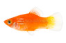 Red Platy :: 94151