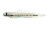 Sicyopterus Red-tailed Goby :: 95026