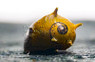 Nerite Horned Tricolor :: 66026