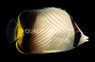 Indian Vagabond Butterflyfish