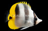 Double Saddle Butterflyfish