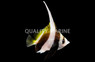 Schooling Bannerfish