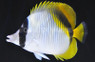 Lined Butterflyfish :: 13039