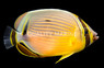 Melon Butterflyfish