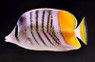 Mertensii Butterflyfish :: 13051