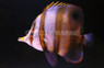 Muelleri Butterflyfish :: 13054