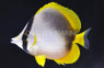 Somali Butterflyfish :: 13075