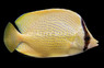 Speckled Butterflyfish