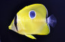 Yellow Teardrop Butterflyfish :: 13087