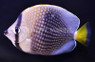 Tahitian Butterflyfish :: 13109
