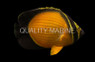 Arabian Butterflyfish :: 13112