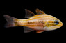 Broadstriped Cardinalfish