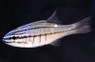 Picket Fence Cardinalfish :: 13556