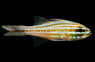 Picket Fence Cardinalfish