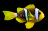 Blue Stripe Clownfish