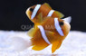 Blue Stripe Clownfish, Pair :: 14003