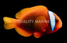 Cinnamon Clownfish