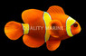 Gold Stripe Maroon Clownfish