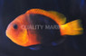 Naked Cinnamon Clownfish :: 14018