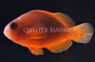 Red Fire Saddleback Clownfish :: 14030