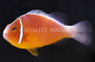 Pink Skunk Clownfish :: 14036