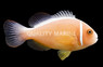 Pink Skunk Clownfish
