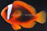 Tomato Clownfish :: 14043
