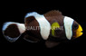 Black & Yellow Saddleback Clownfish