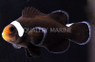 Extreme Misbar Black Ocellaris Clownfish :: 14065