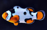 Premium Picasso Percula Clownfish :: 14070