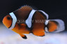 Misbar Percula Clownfish :: 14073