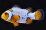 Extreme Snow Onyx Clownfish :: 14088