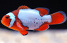 Snow Onyx Clownfish :: 14089
