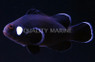 Domino Ocellaris Clownfish :: 14099