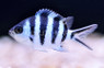 Sergeant Major Damselfish :: 15009