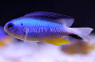 Allen's Damselfish :: 15016