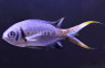 Double Bar Chromis :: 15023
