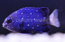 Jewel Damselfish :: 15035