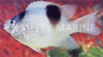White Damselfish :: 15055