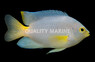 Yellowtail Damselfish :: 15064